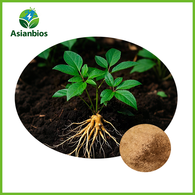 american ginseng extract powder